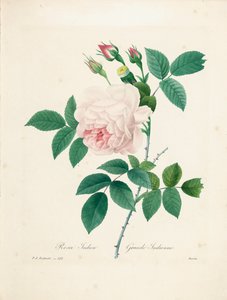 Rosa Indica, gravada por Bessin, de &39;Escolha das mais belas flores e frutas mais bonitas&39;, vol. Eu, 1827-33